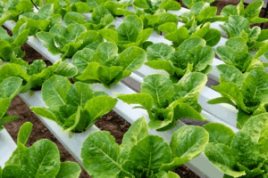 LIDD x NetSuite – Webinar 2025